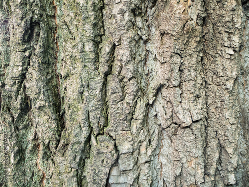 horizontal background - bark of mature poplar tree