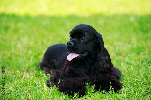 Fotografie Dog breed american cocker spaniel