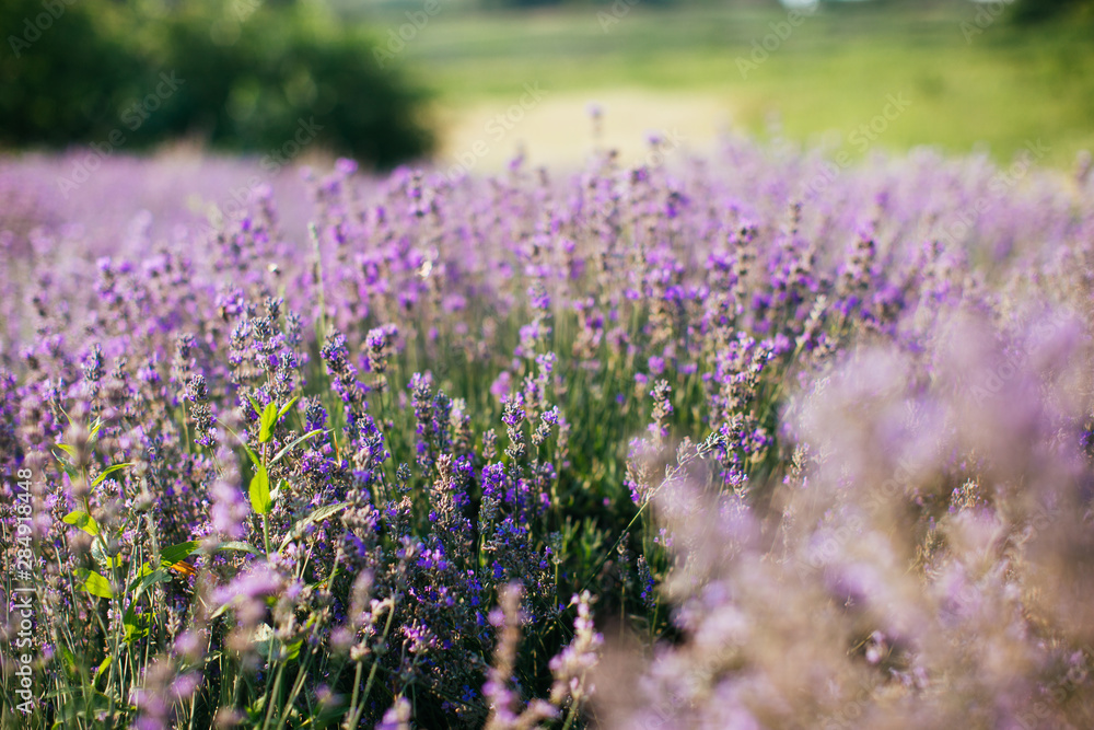 Obraz premium Lavender field in sunlight - provence