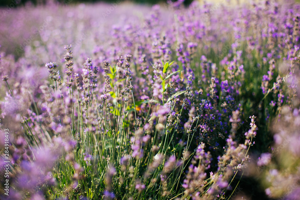 Lavender field in sunlight - provence