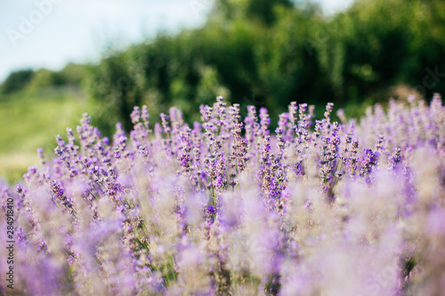 Fototapeta Naklejka Na Ścianę i Meble -  Lavender field in sunlight - provence