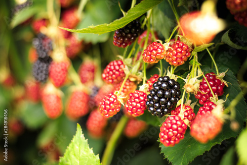 Blackberry in Garden