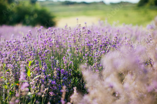 Lavender field in sunlight - provence