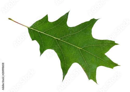 natural green leaf of red oak tree cutout on white
