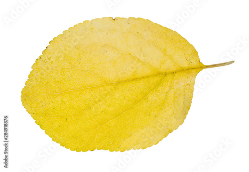 fallen yellow leaf of plum tree cutout of white