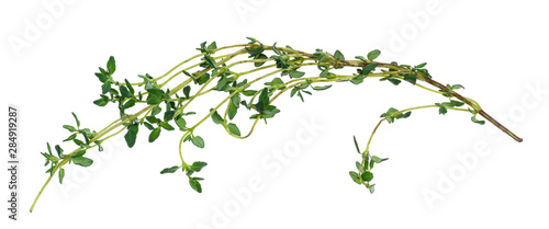twig of fresh thyme herb cutout on white