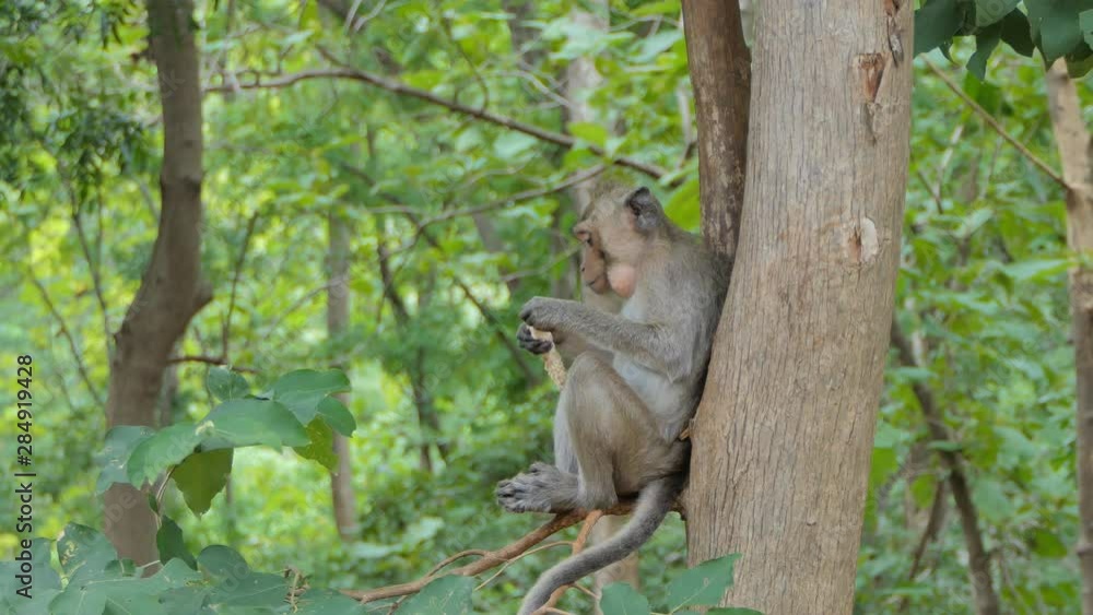 Macaque rhesus monkey (Macaca mulatta) sitting on the tree in mixed deciduous forest Macaque rhesus monkey (Macaca mulatta) sitting on the tree in mixed deciduous forest