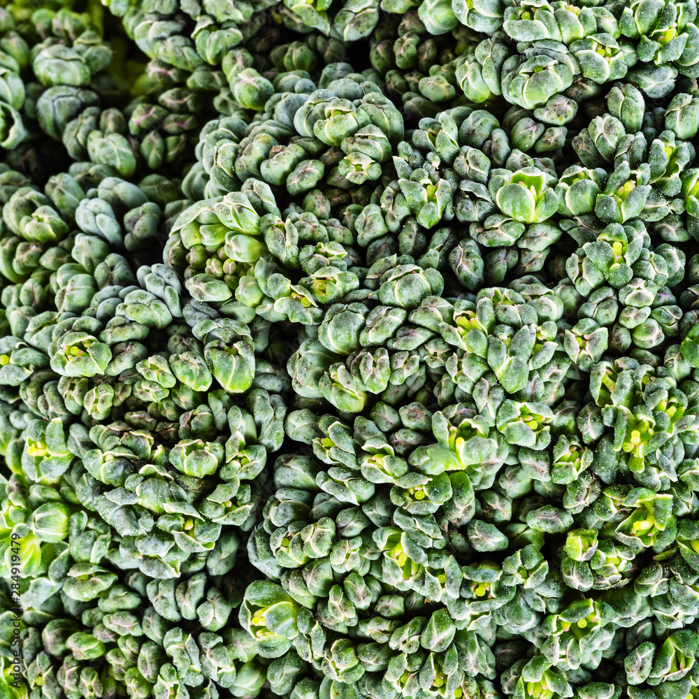 natural background - natural broccoli florets natural background - natural broccoli florets