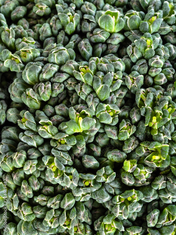 natural background - flower head of broccoli plant natural background - flower head of broccoli plant