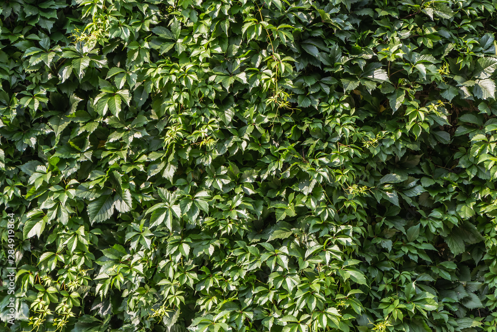 Horizontal texture of beautiful green leaves of girlish grapes is on a fence in summer Horizontal texture of beautiful green leaves of girlish grapes is on a fence in summer