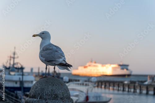 A seagull in a harbour, sitting on a pole with ievening light and a ship in the background. photo