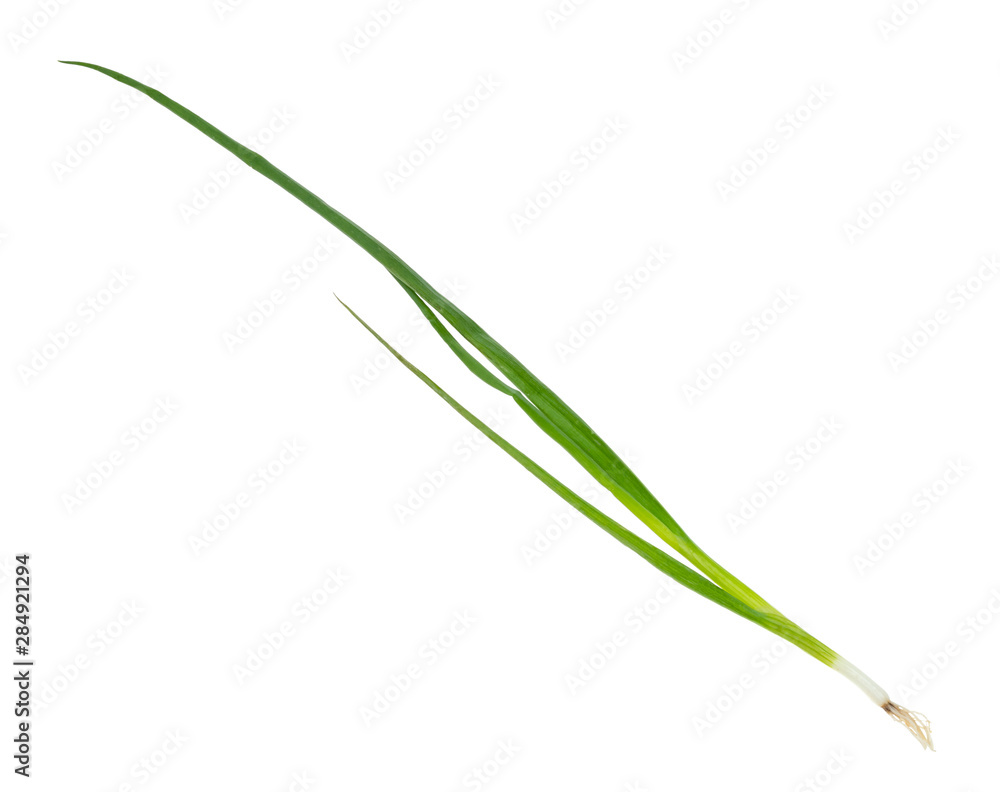 twig of fresh scallions (green onions) cutout twig of fresh scallions (green onions) cutout