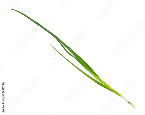 twig of fresh scallions (green onions) cutout