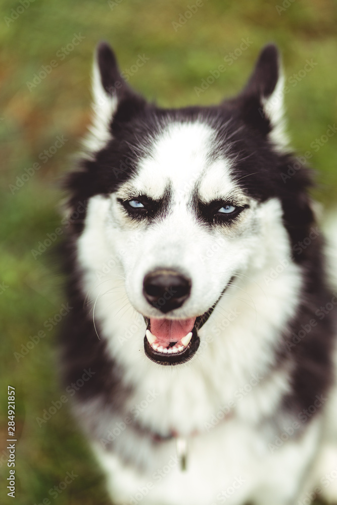 portrait of siberian husky dog