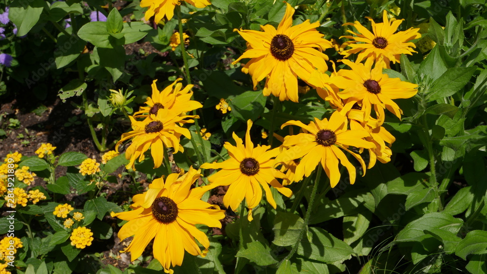 Obraz premium Blumen