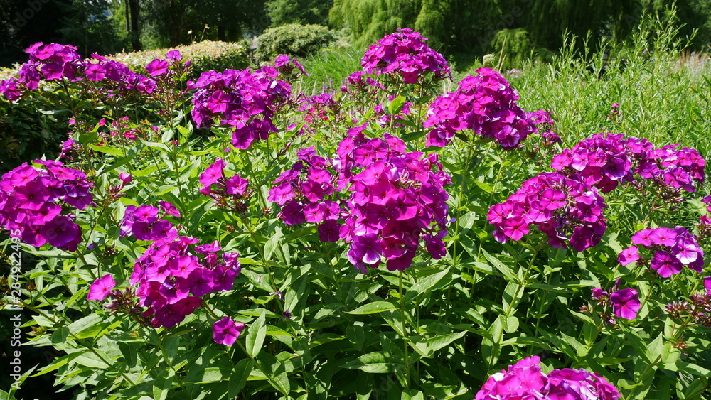 Blumen Blumen