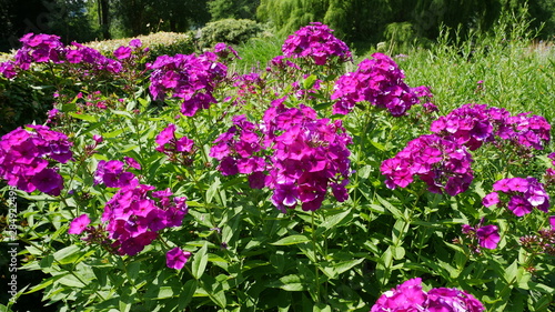 Wallpaper Mural Blumen Torontodigital.ca