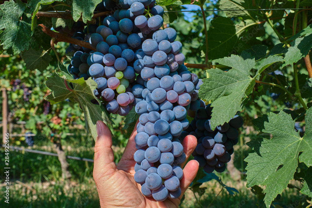 Red grape variety, grape harvest, grape bunch in hand. Grapes in vineyard raw ready for harvest in Italy.