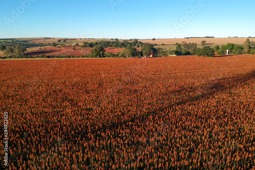 Bild auf Leinwand Aerial view of red sorghum field in Brazil