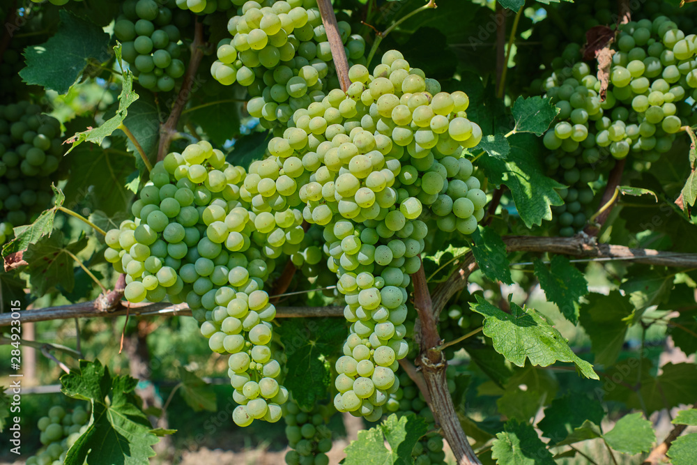 Green grape variety on the vine. Grape vines at harvest time in Italy. Green grape variety on the vine. Grape vines at harvest time in Italy.