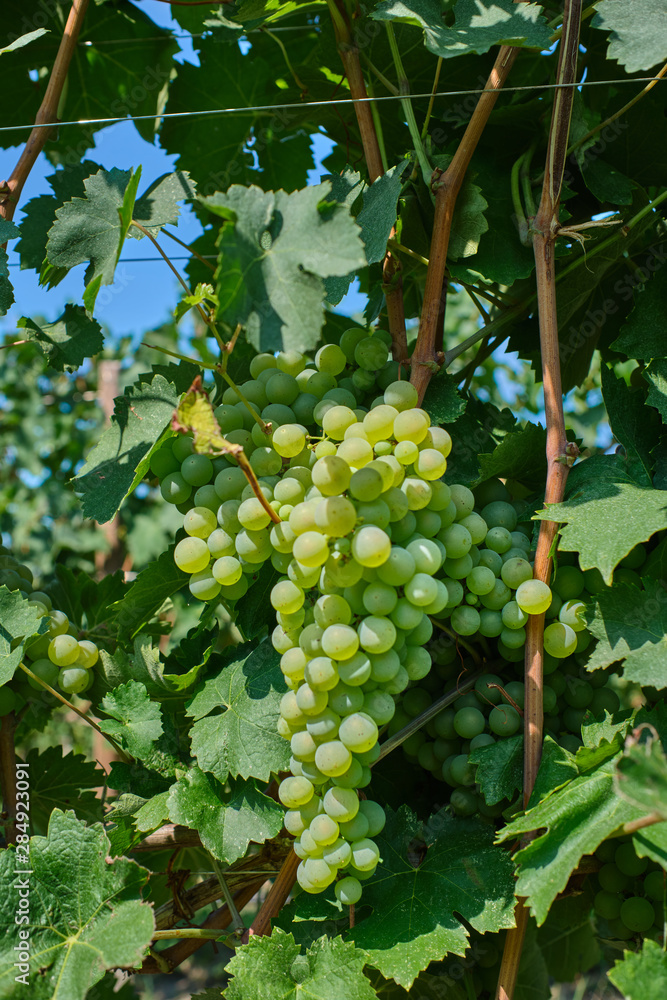 custom made wallpaper toronto digitalGreen grape variety on the vine. Grape vines at harvest time in Italy.