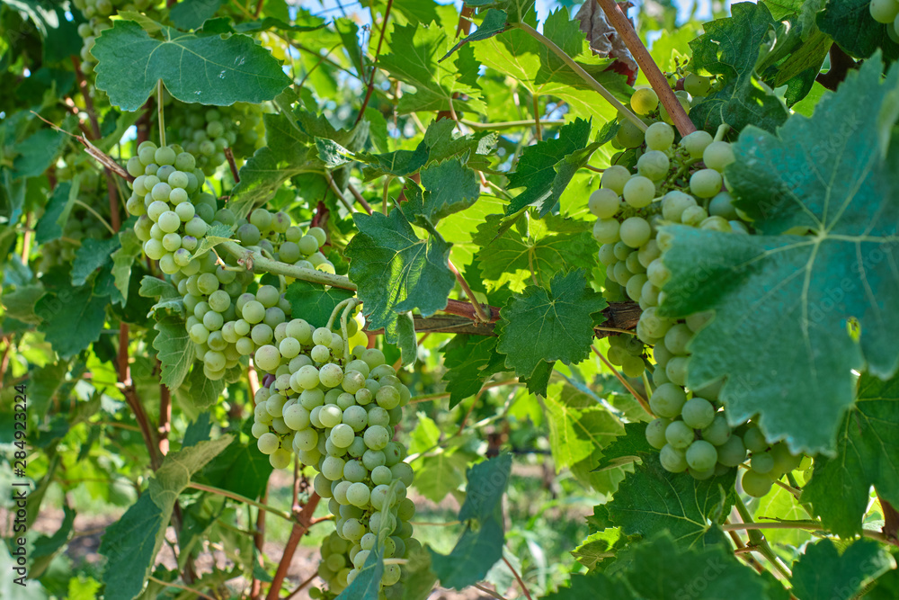 Green grape variety on the vine. Grape vines at harvest time in Italy. Green grape variety on the vine. Grape vines at harvest time in Italy.