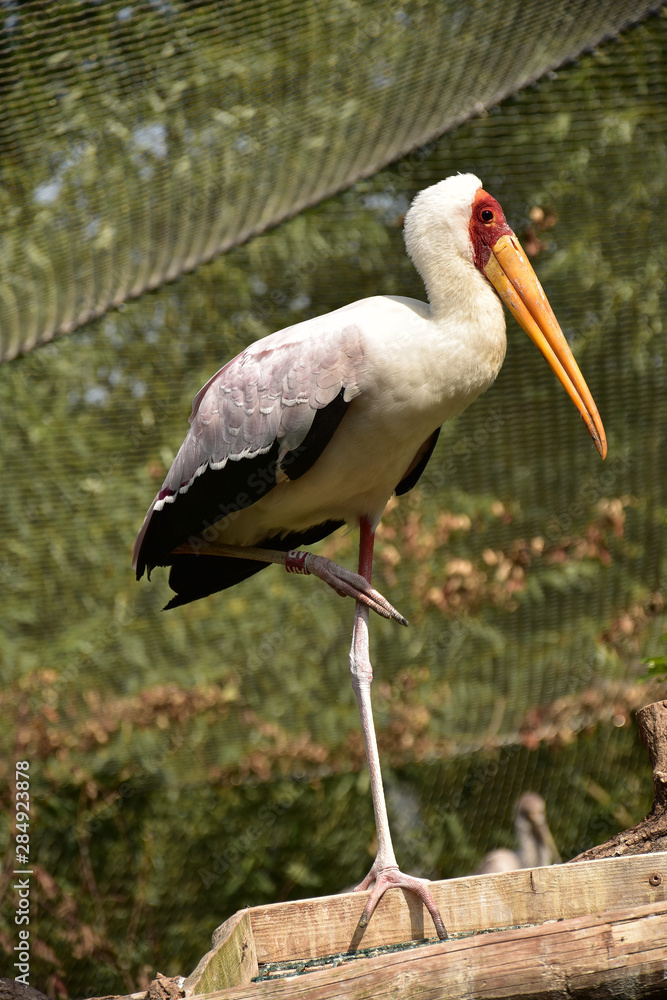 Fototapeta premium Stork ciconia