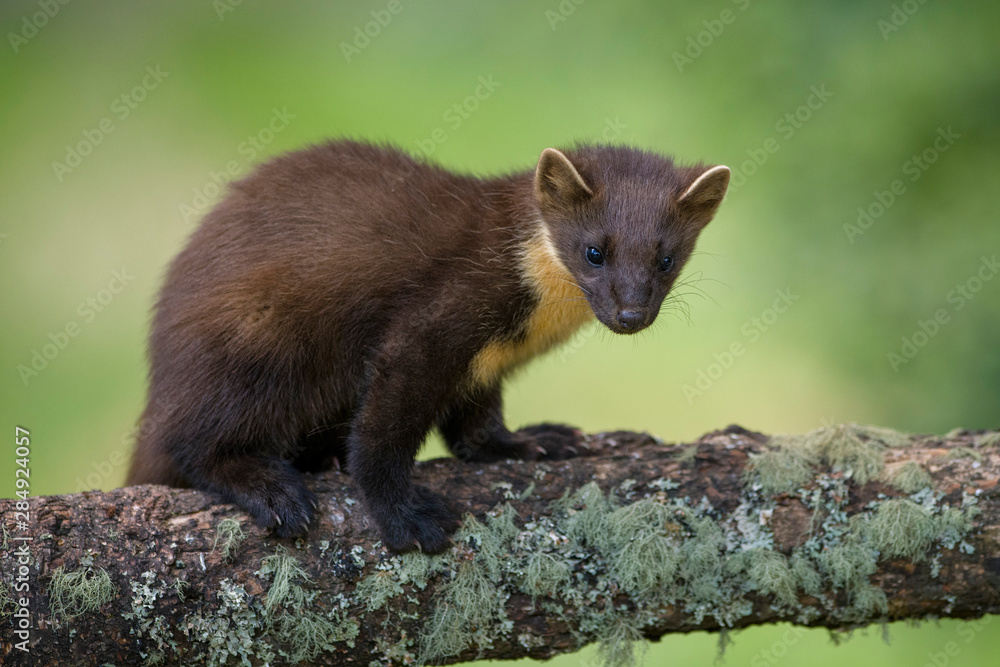 UK, Scotland, pine marten on tree trunk UK, Scotland, pine marten on tree trunk