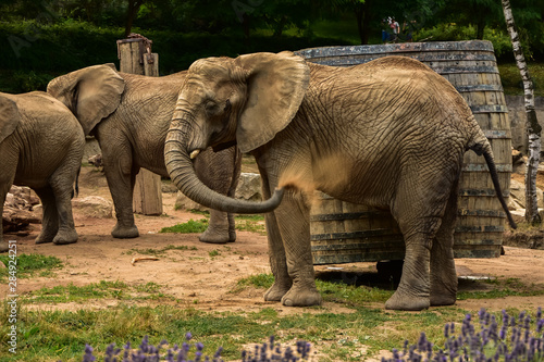 Elephant in zoo