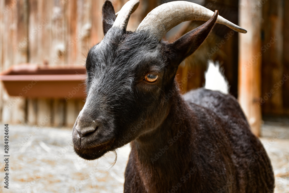 Portrait of a goat Portrait of a goat