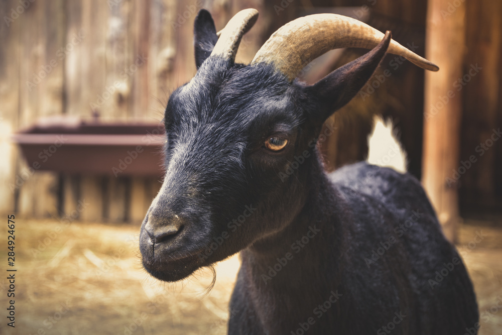 Portrait of a goat Portrait of a goat