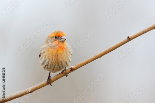 House Finch (Haemorhous mexicanus) male sitting on branch at Jamaica Bay refuge, New Jersey, USA photo