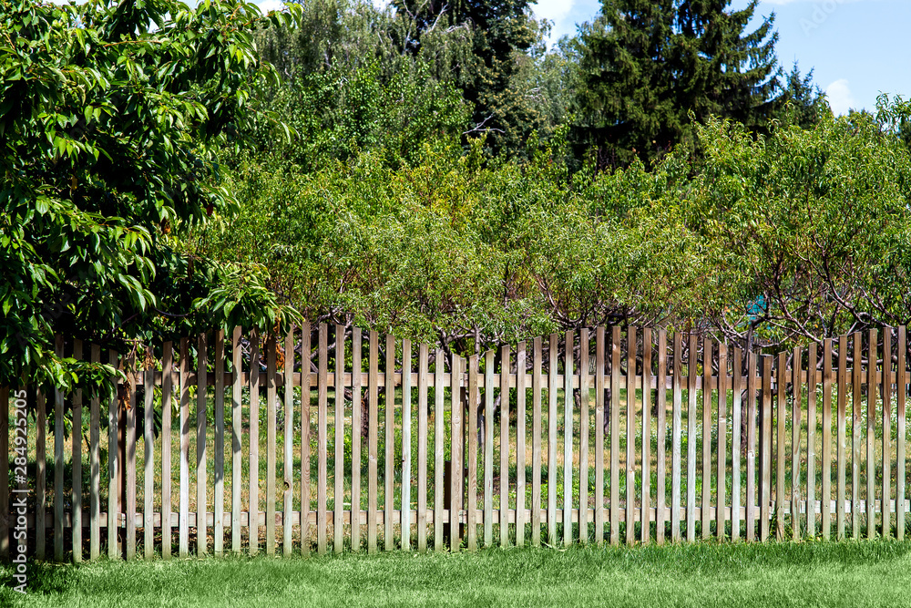 fruit garden with trees behind a wooden fence from planks with green lawn on a sunny summer day. fruit garden with trees behind a wooden fence from planks with green lawn on a sunny summer day.