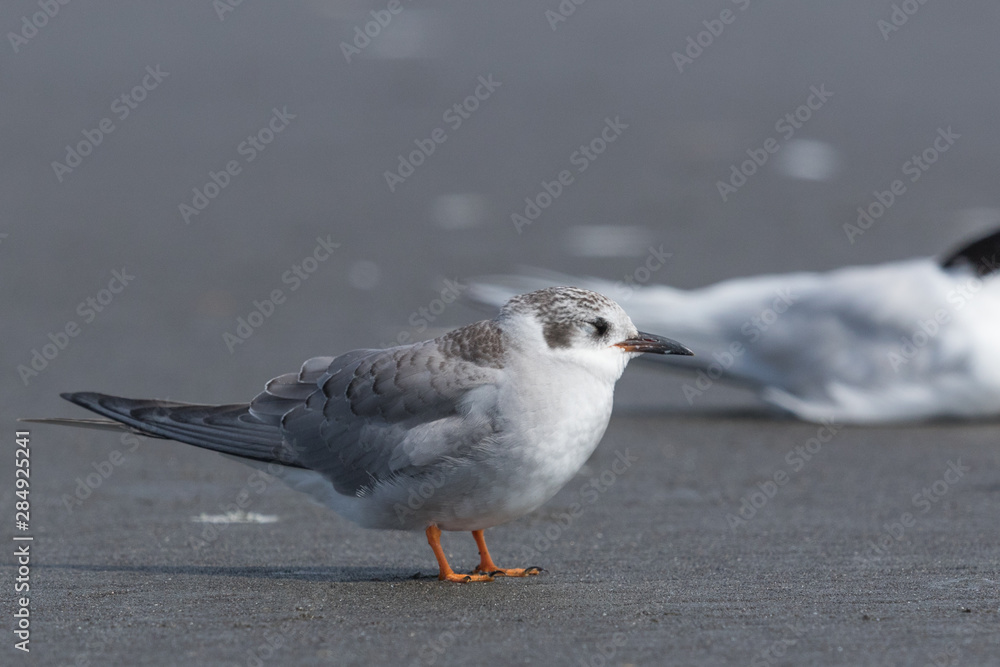 Black Fronted Tern Endemic to New Zealand Black Fronted Tern Endemic to New Zealand