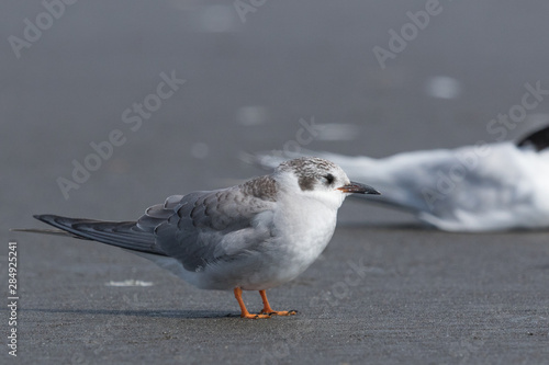 Black Fronted Tern Endemic to New Zealand