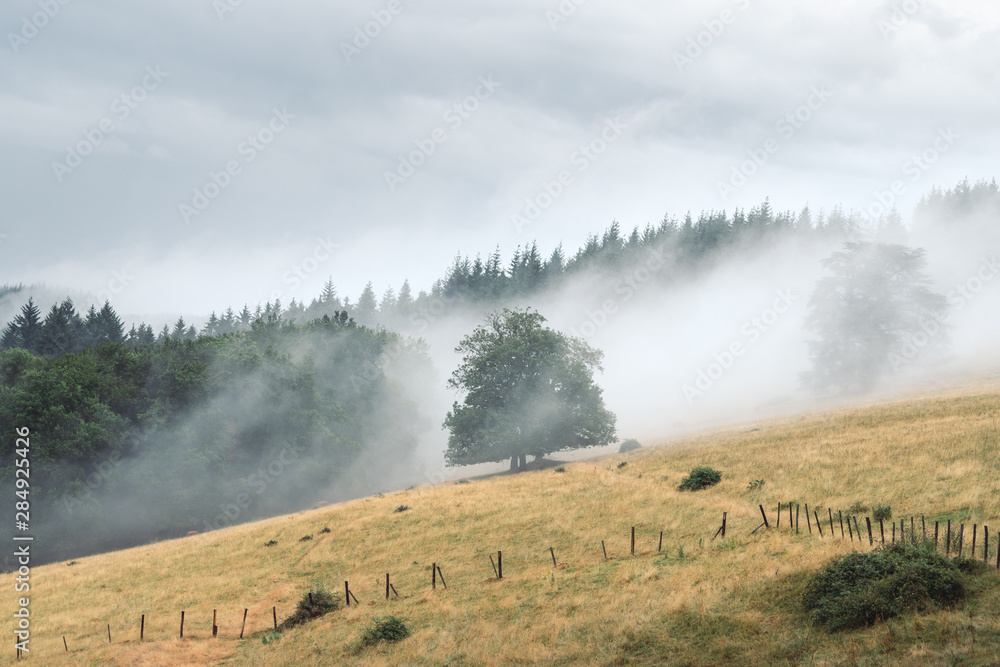 Arbre au milieu de la brume Arbre au milieu de la brume