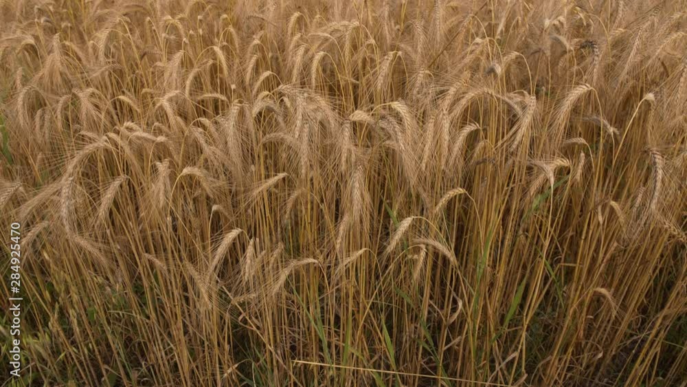 Camera rising from soil level revealing wheat field - ripe sea of cereals ready to harvest Camera rising from soil level revealing wheat field - ripe sea of cereals ready to harvest