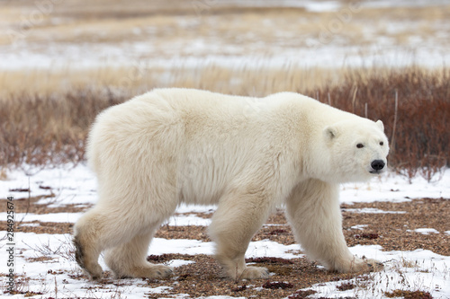 Polar bear in Hudson Bay area of Canada