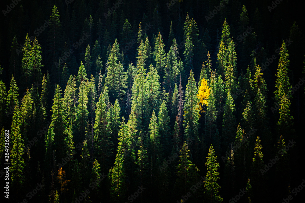 © Tandem Stock - Scenic view of pine trees in San Juan National Forest © Tandem Stock - Scenic view of pine trees in San Juan National Forest