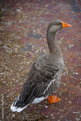 View of a grey domestic goose with orange beak on the street in Chestertown, Maryland photo