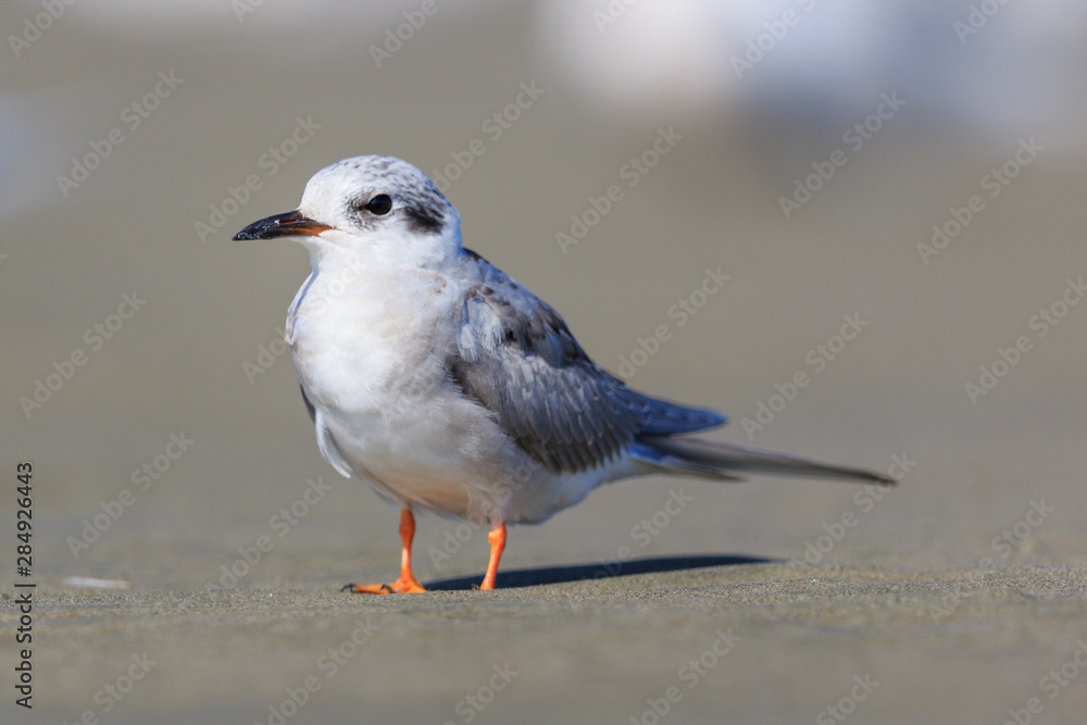 Black Fronted Tern Endemic to New Zealand Black Fronted Tern Endemic to New Zealand