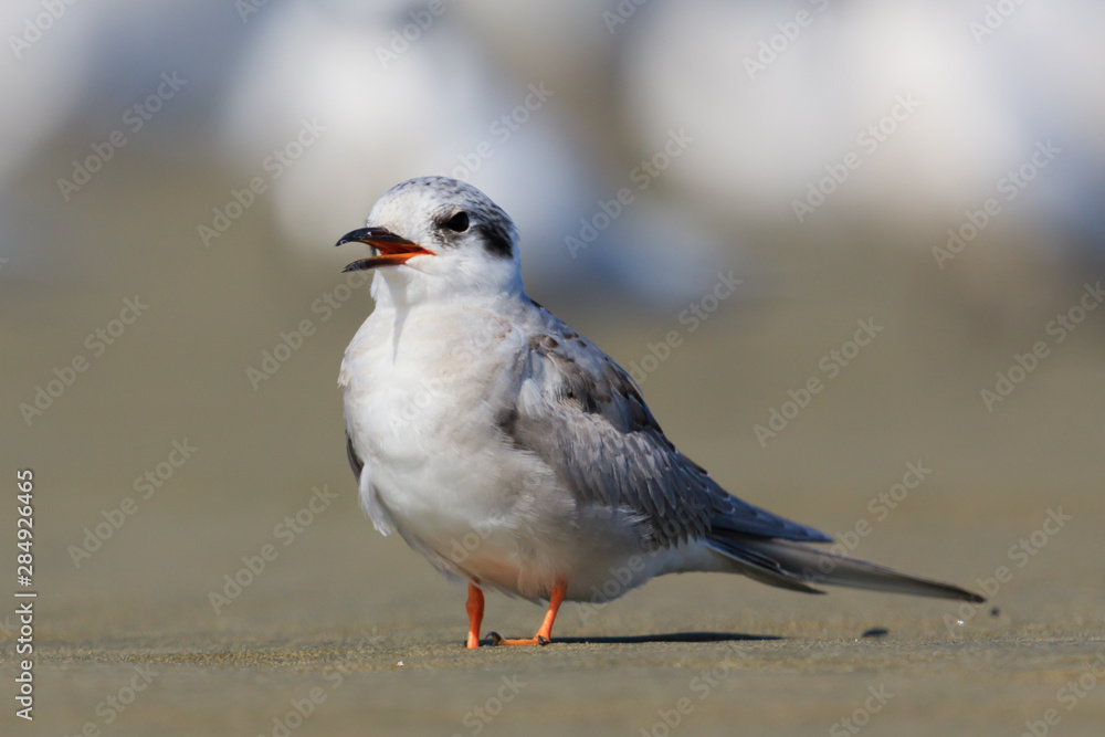 Black Fronted Tern Endemic to New Zealand Black Fronted Tern Endemic to New Zealand