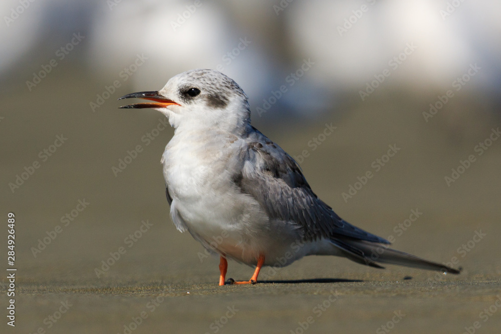Black Fronted Tern Endemic to New Zealand Black Fronted Tern Endemic to New Zealand