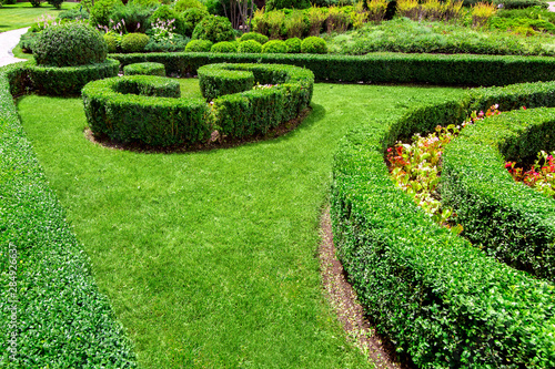 landscape design hedge of trimmed boxwood with a flowerbed and lawn with green grass.