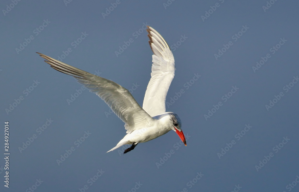 Obraz premium Caspian Tern in Australasia