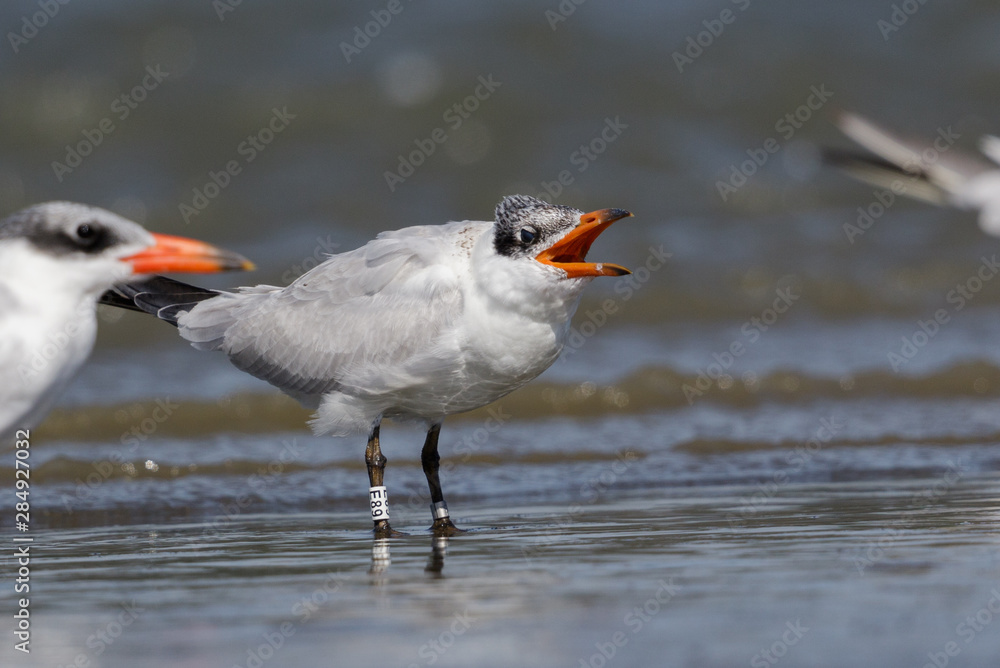 Caspian Tern in Australasia Caspian Tern in Australasia