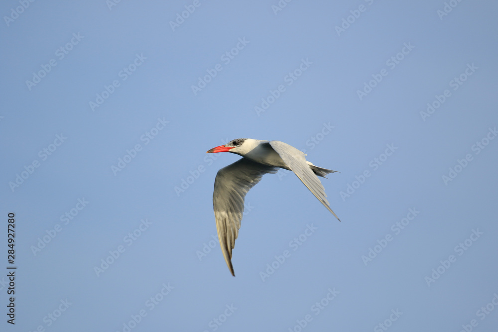Caspian Tern in Australasia Caspian Tern in Australasia