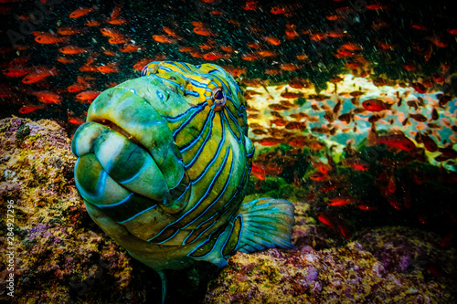 Giant Hawkfish (Cirrhitus rivulatus) Bartholomew Islet, Galapagos Islands, Ecuador. photo