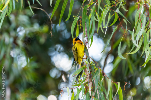 Agile Speke’s weaver photo