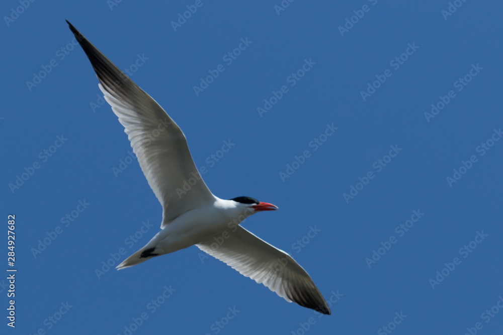 Obraz premium Caspian Tern in Australasia
